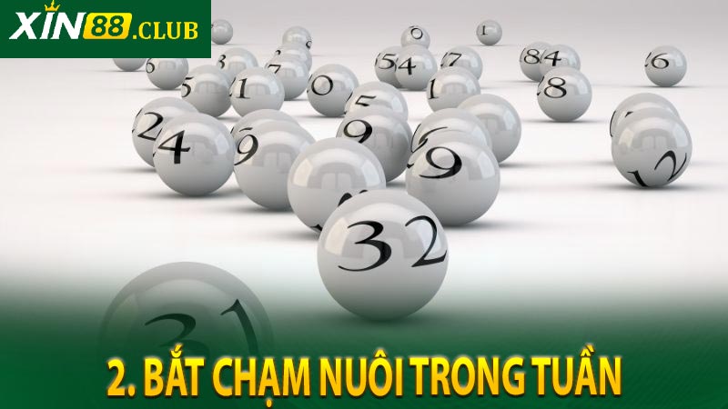 2. Bắt chạm nuôi trong tuần