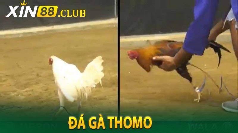 Đá Gà Thomo