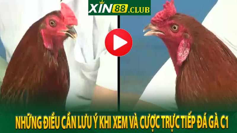 Những điều cần lưu ý khi xem và cược trực tiếp đá gà C1